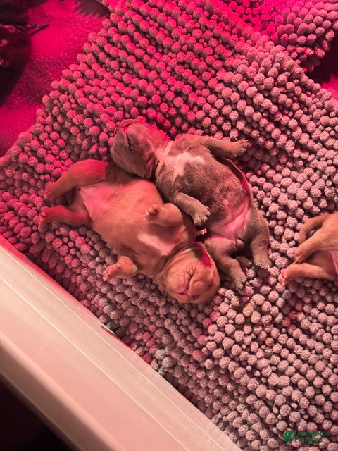 American Bully dogs American Bully 5 - Ad 23
