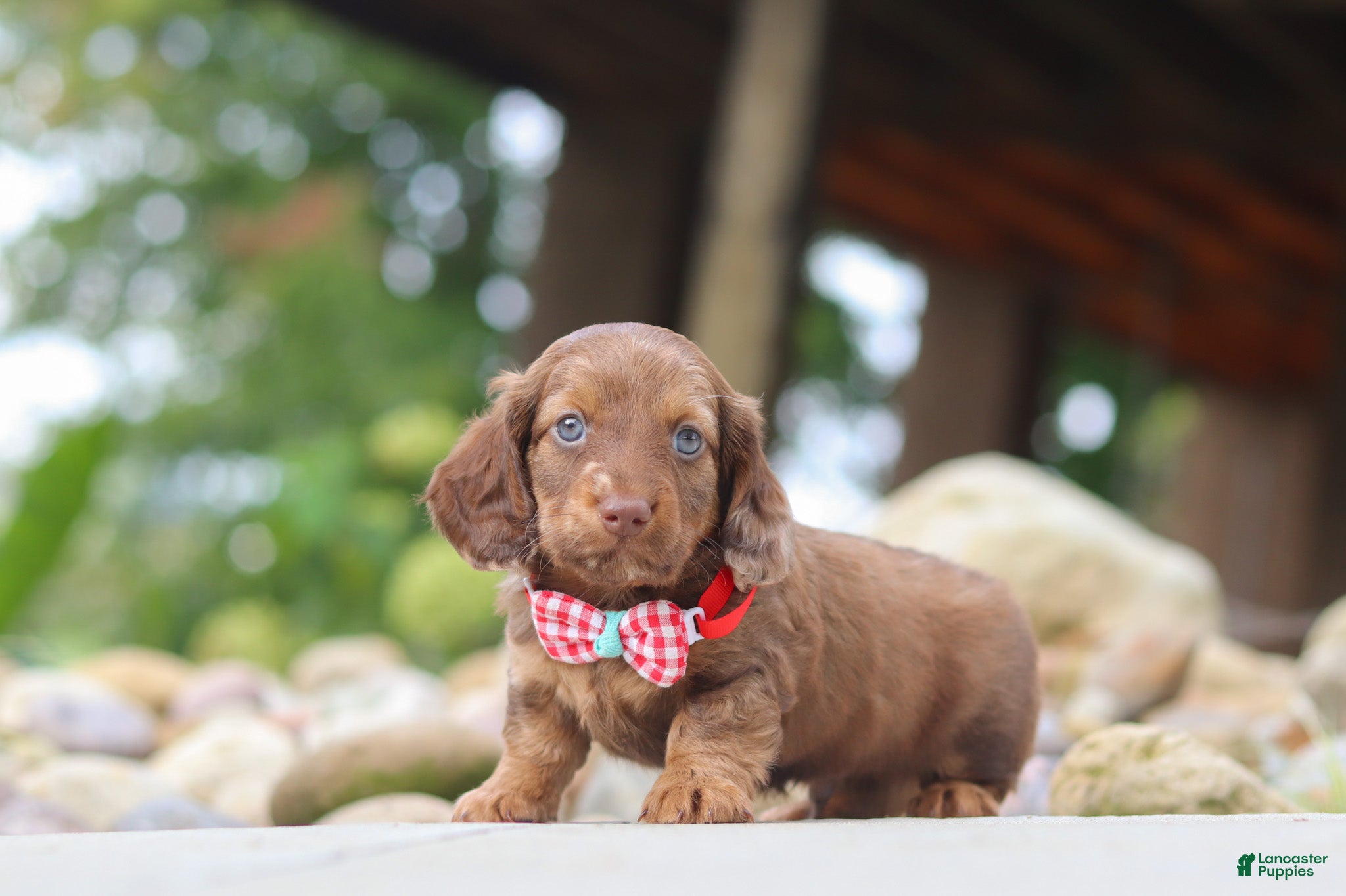 Otto (Dachshund, Male) in Dundee, OH
