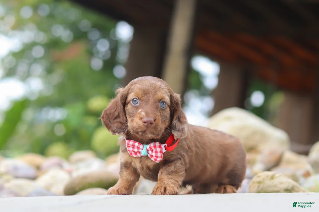Miniature Dachshund dogs for sale: Otto - Ad 1