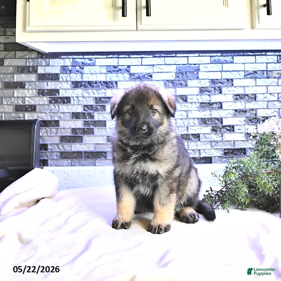 German Shepherd dogs Crystal - Ad 1