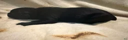 Cane Corso dogs for sale: Crowley AKC - Ad 3