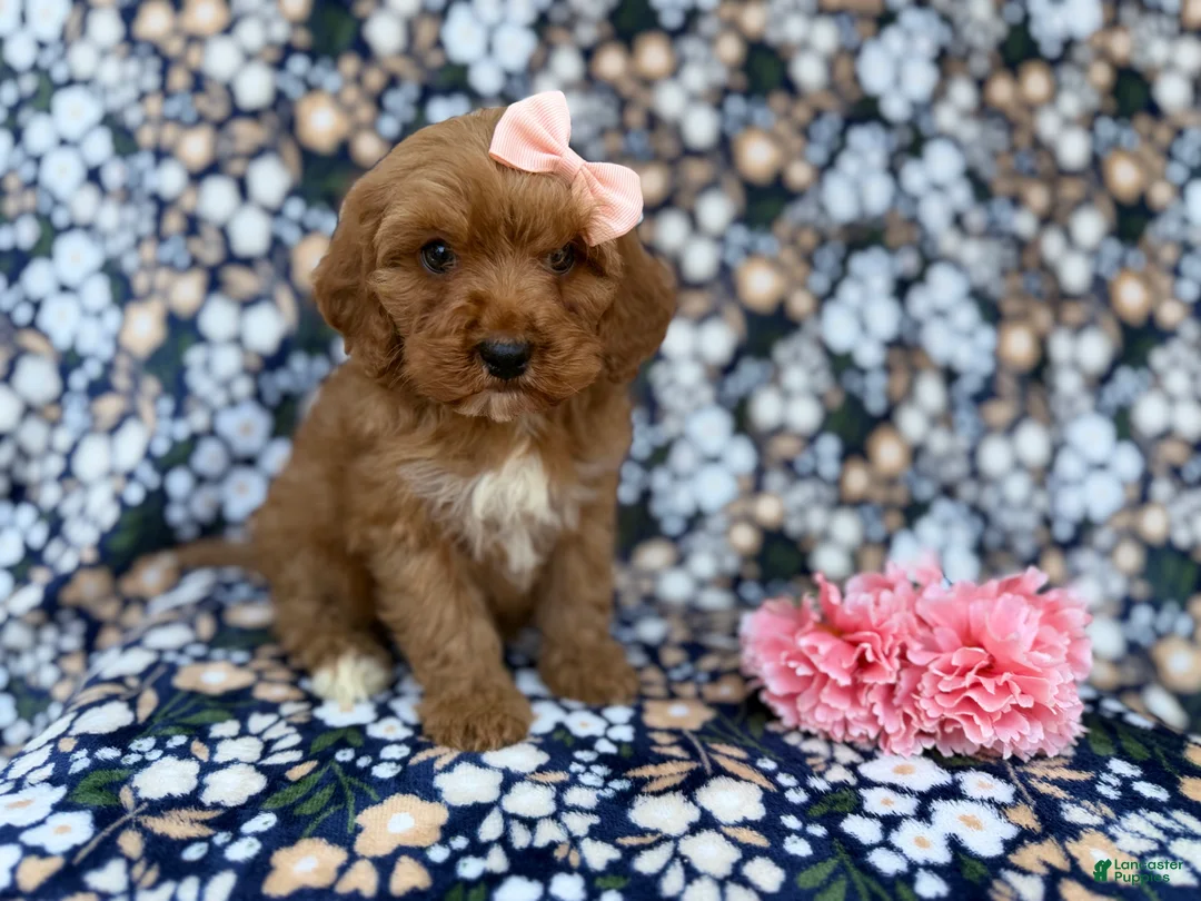 Cavapoo dogs for sale: Mia - Ad 7