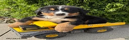 Bernese Mountain Dog dogs for sale: Briggs - Ad 3
