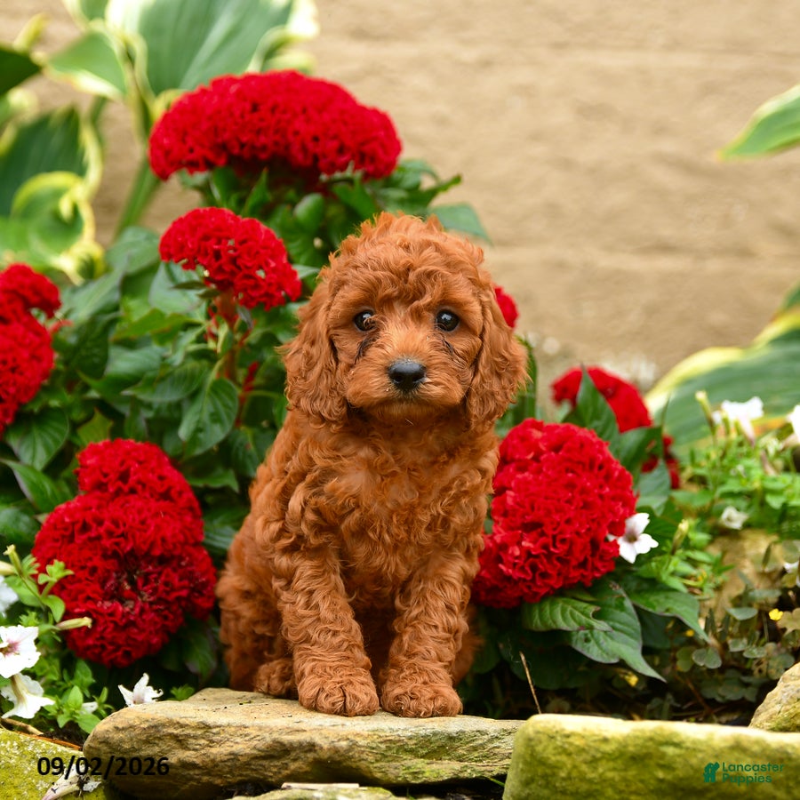Miniature Poodle dogs Sugar Plum - Ad 1