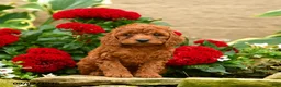 Miniature Poodle dogs for sale: Sugar Plum - Ad 1