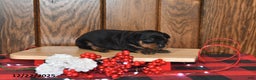 Miniature Pinscher dogs for sale: Annie - Ad 4