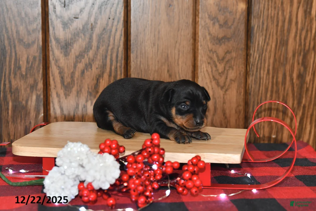 Miniature Pinscher dogs for sale: Annie - Ad 10