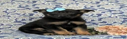 German Shepherd dogs for sale: Deandra - Ad 3