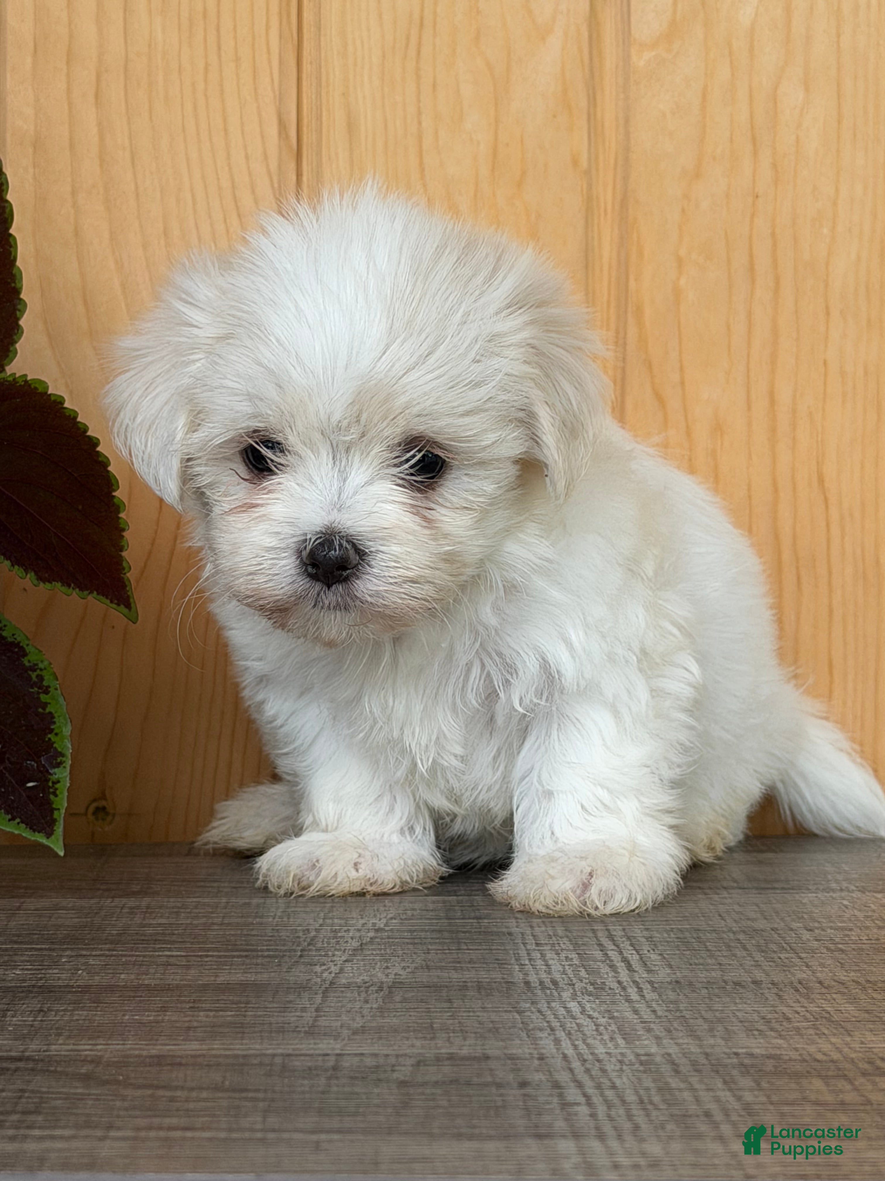 Maltese dogs Twirl - Ad 2