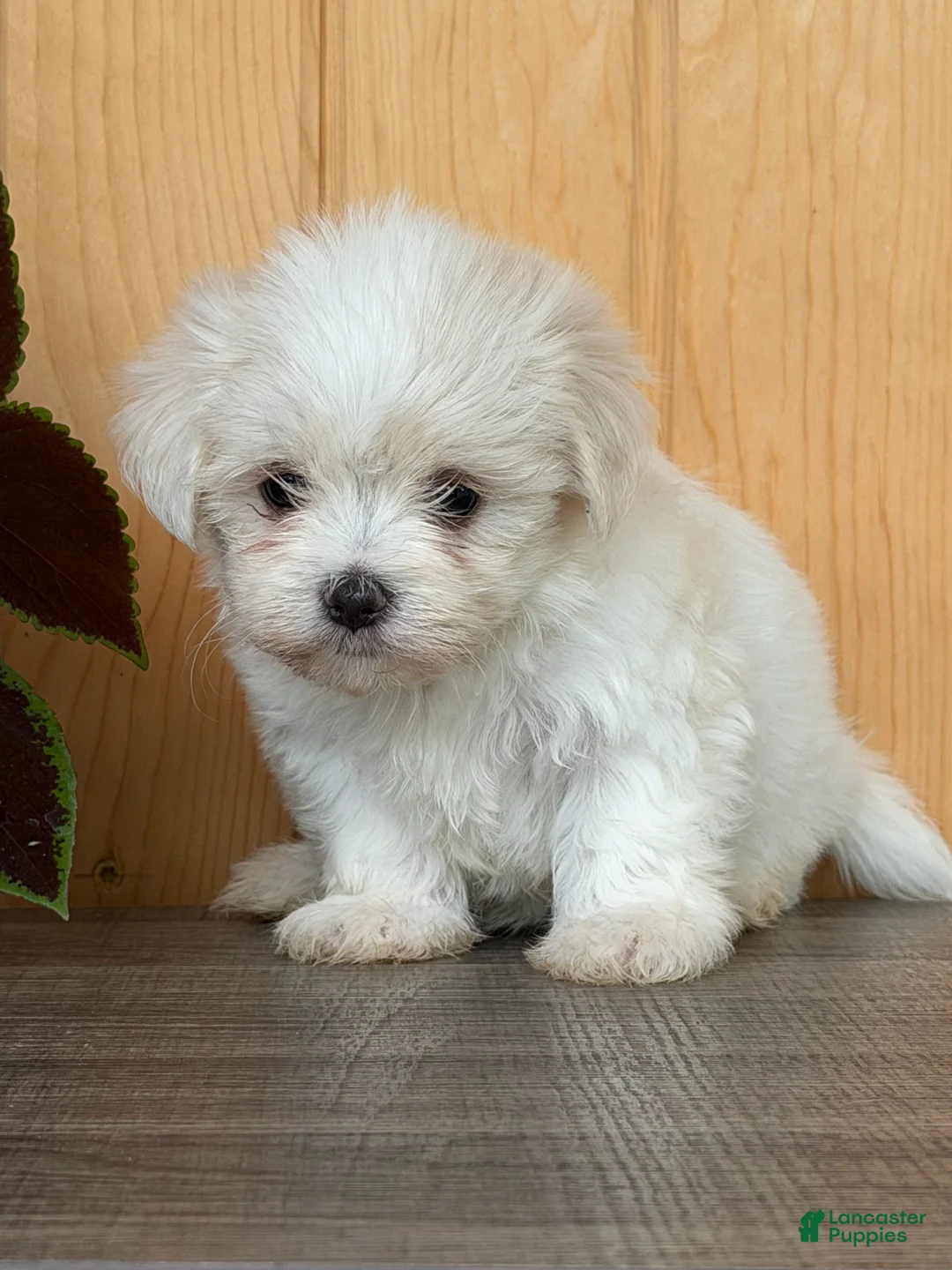 Maltese dogs for sale: Twirl - Ad 2