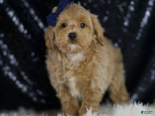 Maltipoo dogs - Ad 18