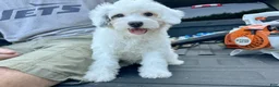 Mini Bernedoodle dogs for sale: ☀️ 🏄‍♀️ 🏖️ SUMMER 🏖️ 🏄‍♀️ ☀️  - Ad 3