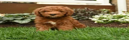 Mini Goldendoodle dogs for sale: Andy - Ad 1