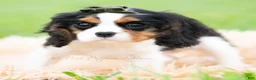 Cavalier King Charles Spaniel dogs for sale: Charles - Ad 3