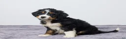 Bernedoodle dogs for sale: Kelly - Ad 5