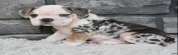 Beabull dogs for sale: Tank - Ad 4