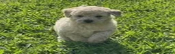 Bichpoo dogs for sale: Bichpoo Cutie Pie 2 - Ad 1