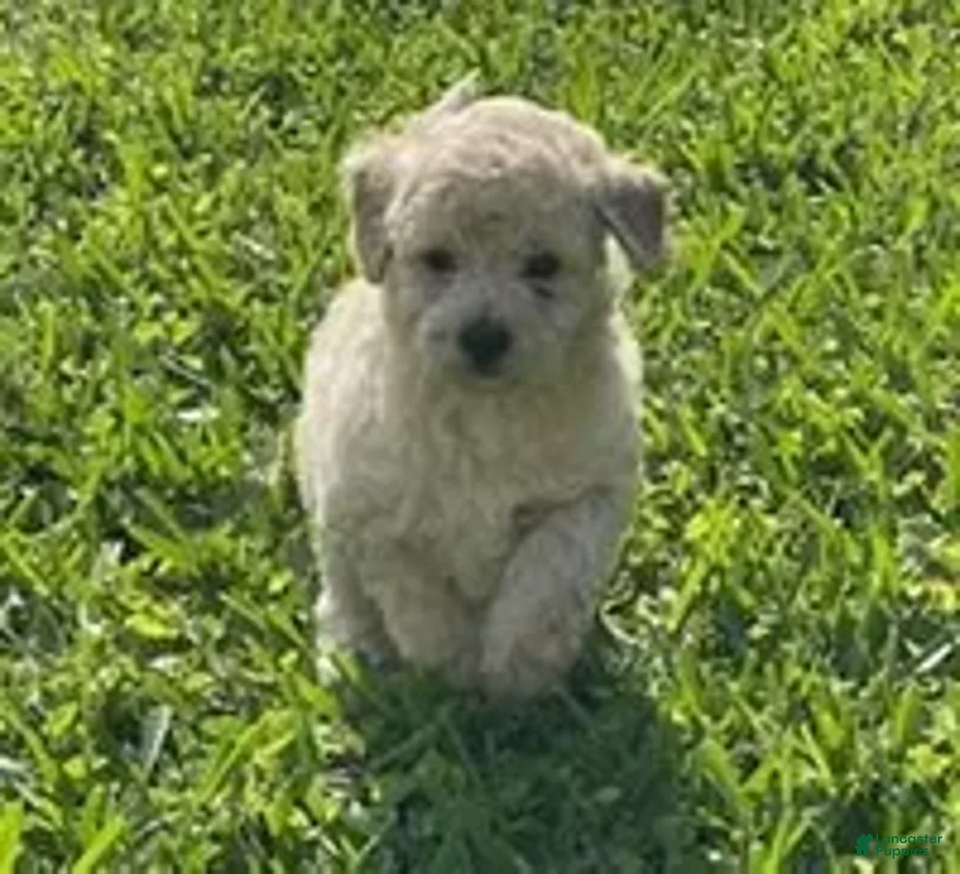 Bichpoo dogs for sale: Bichpoo Cutie Pie 2 - Ad 1