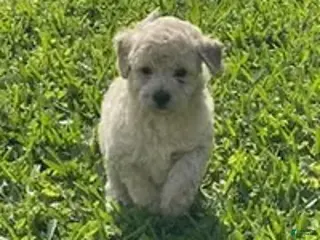 Bichpoo dogs for sale: Bichpoo Cutie Pie 2 - Ad 2