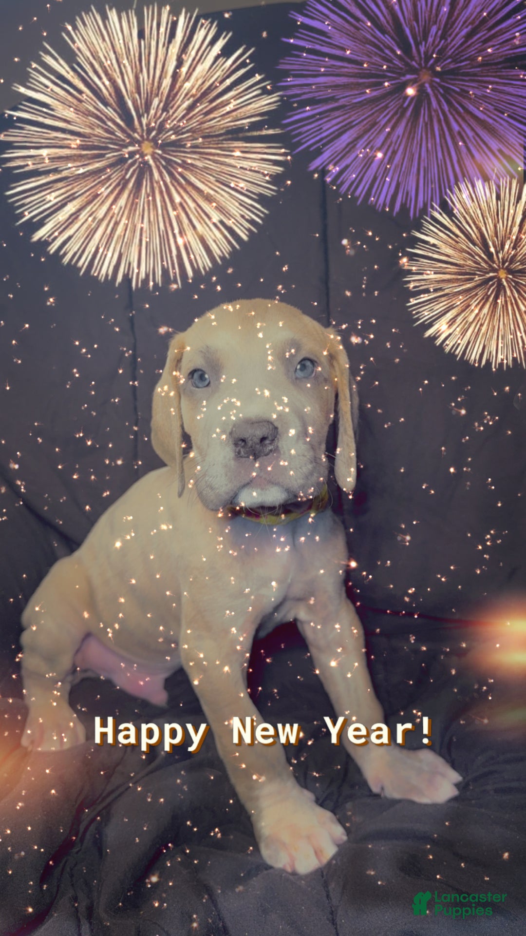 Great Dane dogs for sale: Oscar - Ad 7