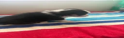 Welsh Corgi Pembroke dogs for sale: Bobby - Ad 5