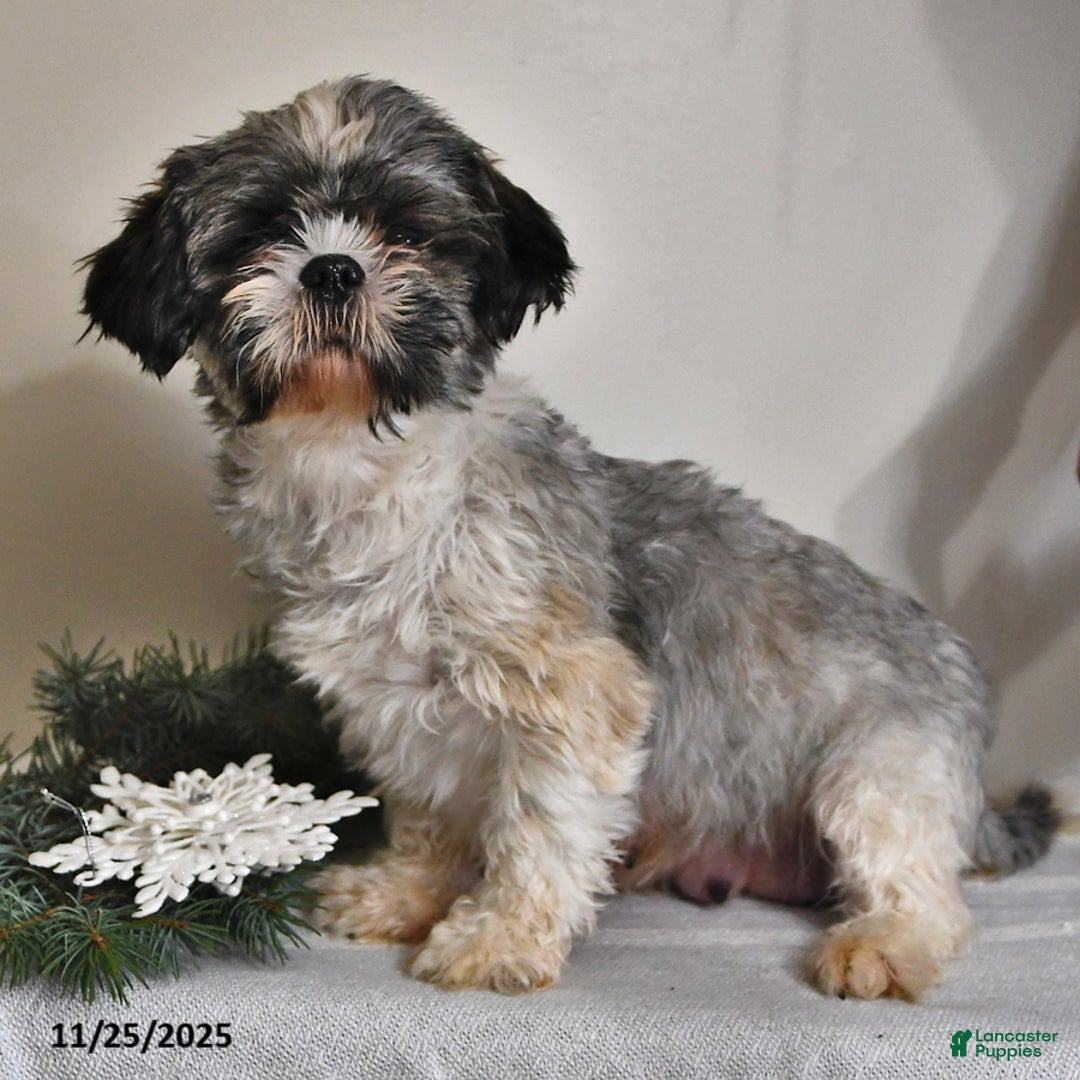 Shihpoo dogs for sale: Kate - Ad 4