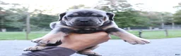 Cane Corso dogs for sale: Masey - Ad 4
