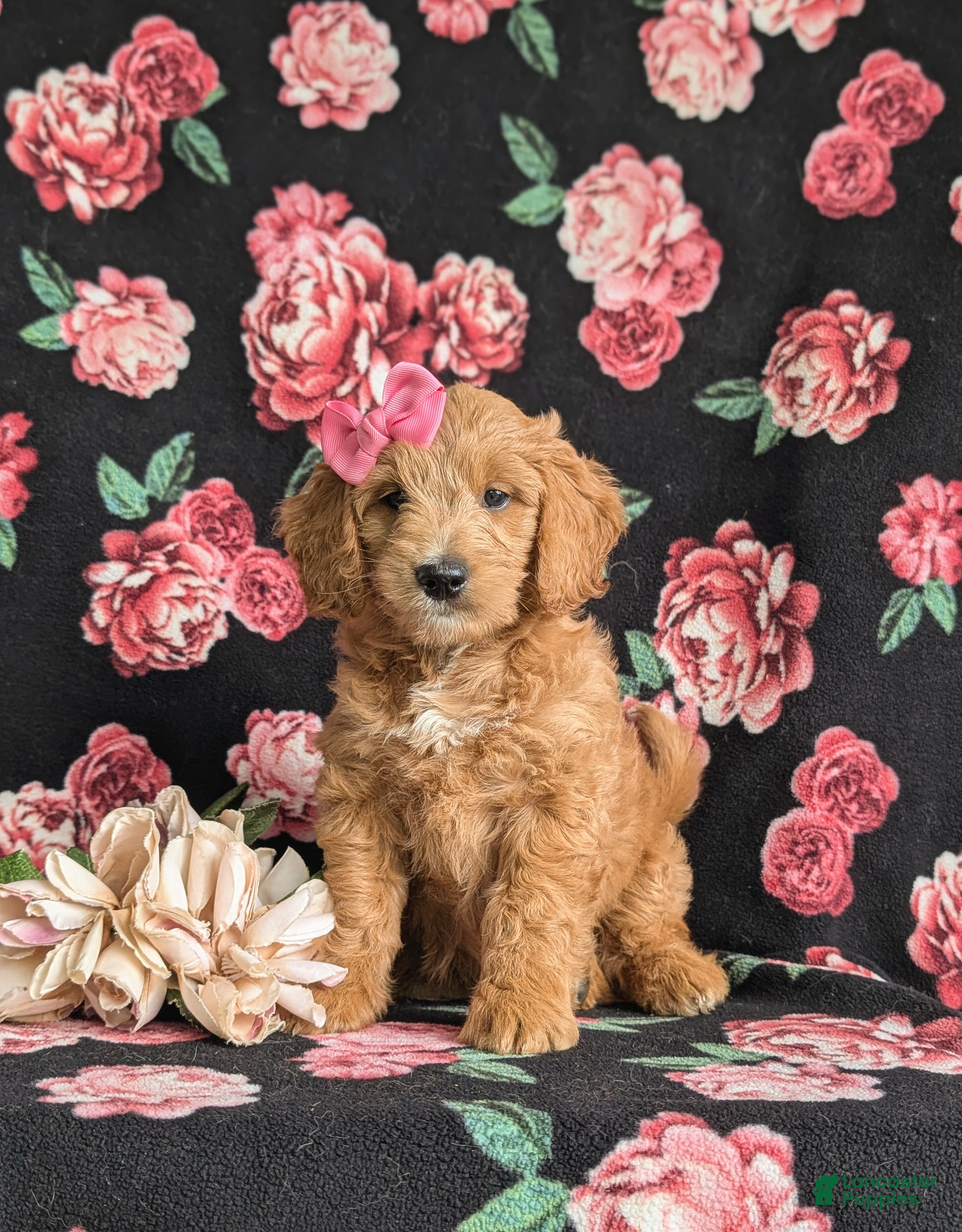 Mini Goldendoodle dogs Winter Hypoallergenic - Ad 1