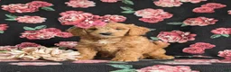 Mini Goldendoodle dogs for sale: Winter Hypoallergenic - Ad 1
