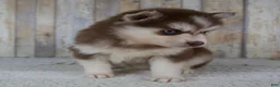 Pomsky dogs for sale: Callie - Ad 4