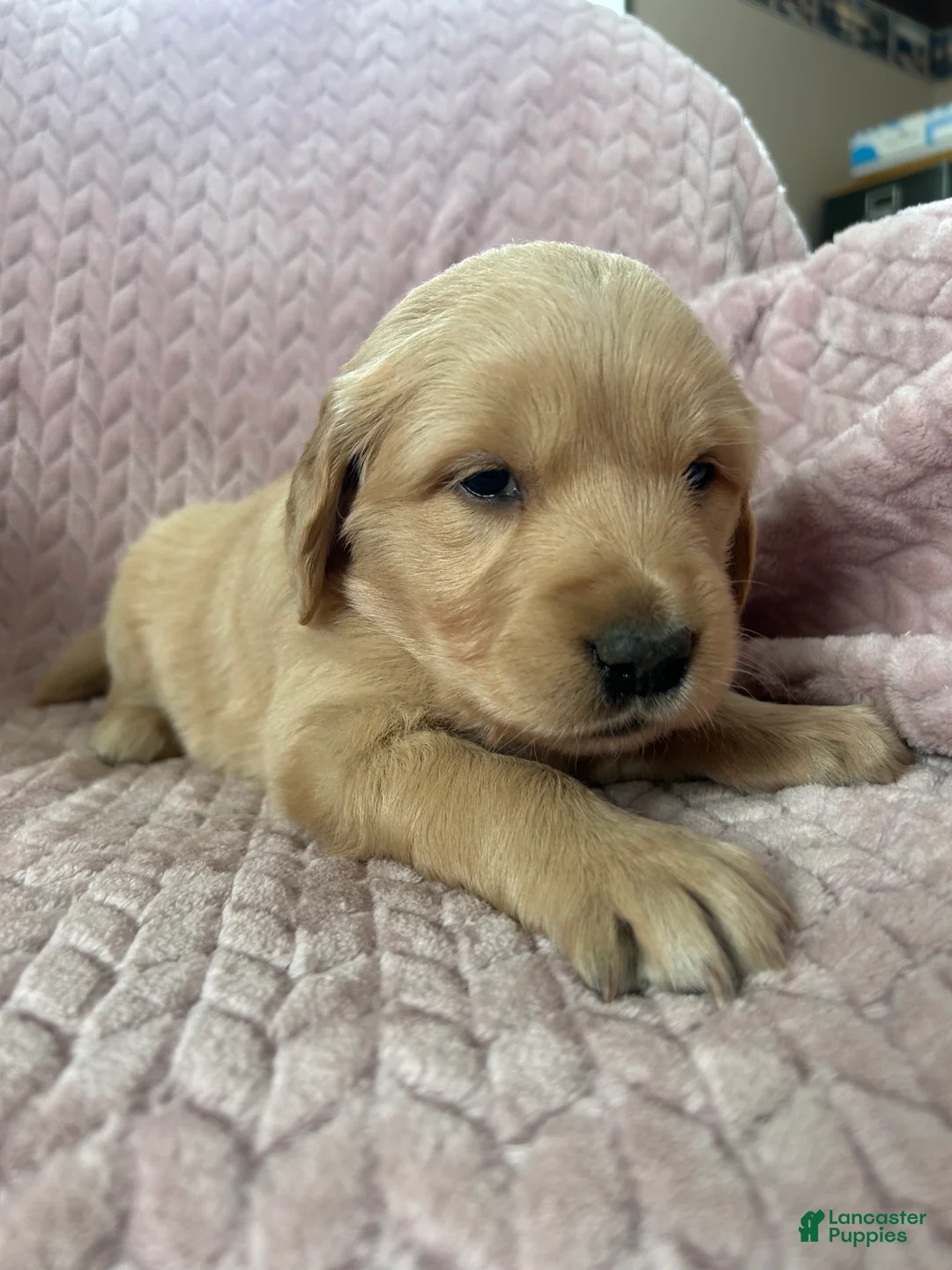 Golden Retriever dogs for sale: Frittler - Ad 2