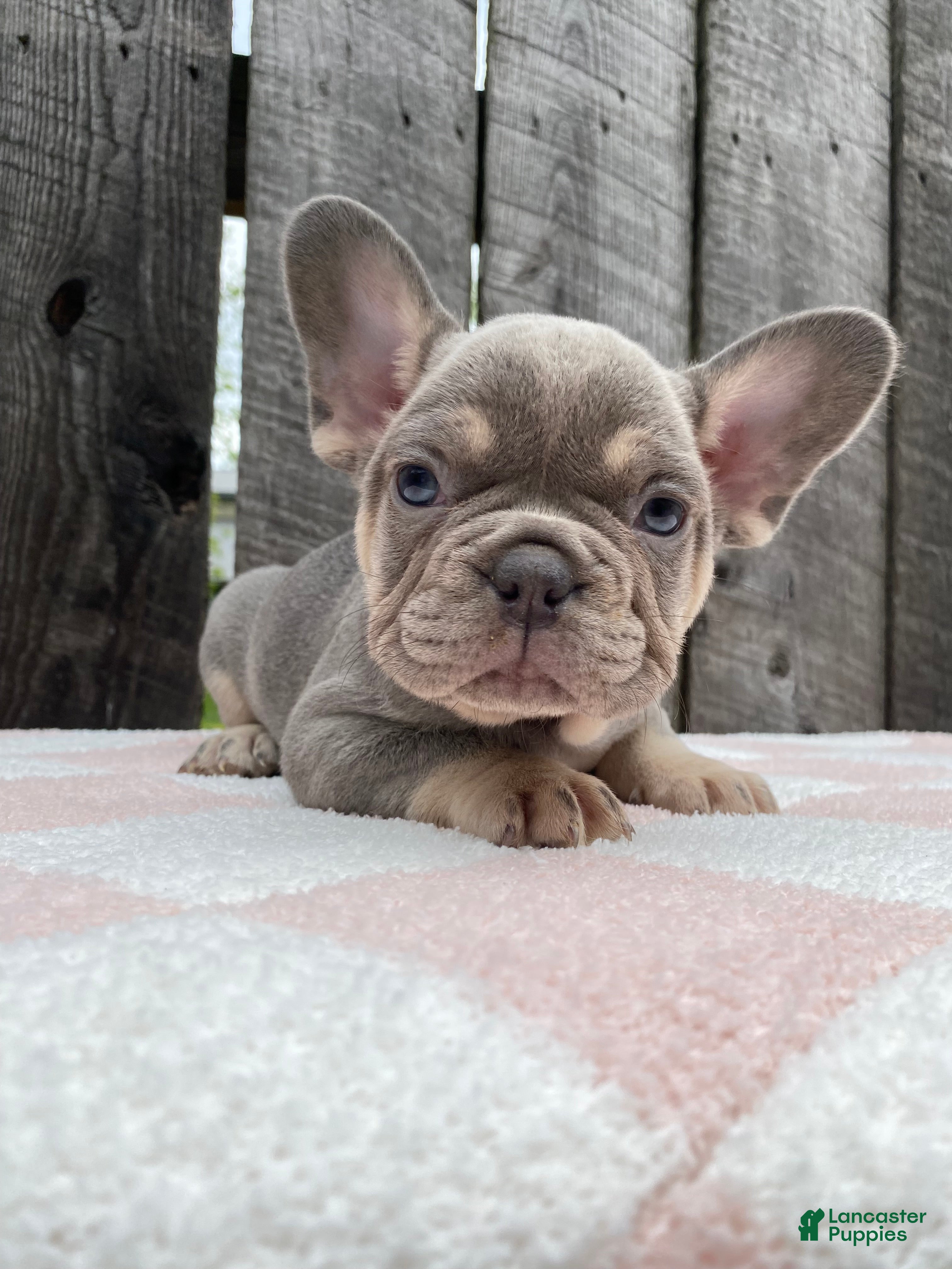 French Bulldog dogs Jasper - Ad 1