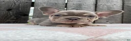 French Bulldog dogs for sale: Jasper - Ad 1