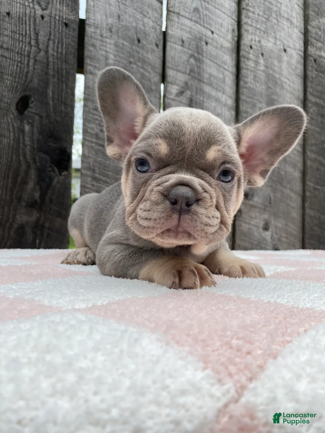 French Bulldog dogs for sale: Jasper - Ad 1
