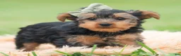 Yorkshire Terrier dogs for sale: Buddie - Ad 3
