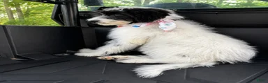 Mixed Breed 2