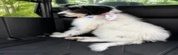 Mixed Breed dogs for sale: Mixed Breed 2 - Ad 1