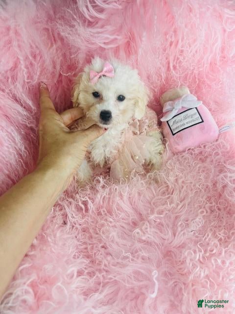 Miniature Poodle dogs Miniature Poodle 1 - Ad 20