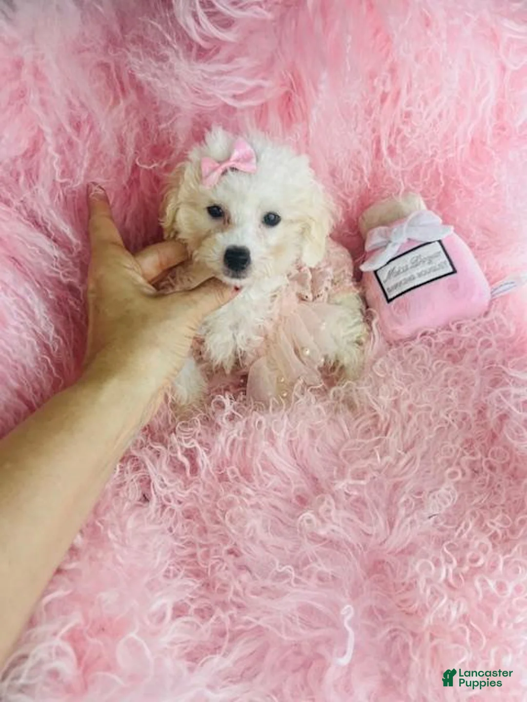 Miniature Poodle dogs for sale: Miniature Poodle 1 - Ad 1