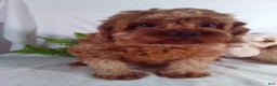Cavapoo dogs for sale: Jasmine - Ad 6