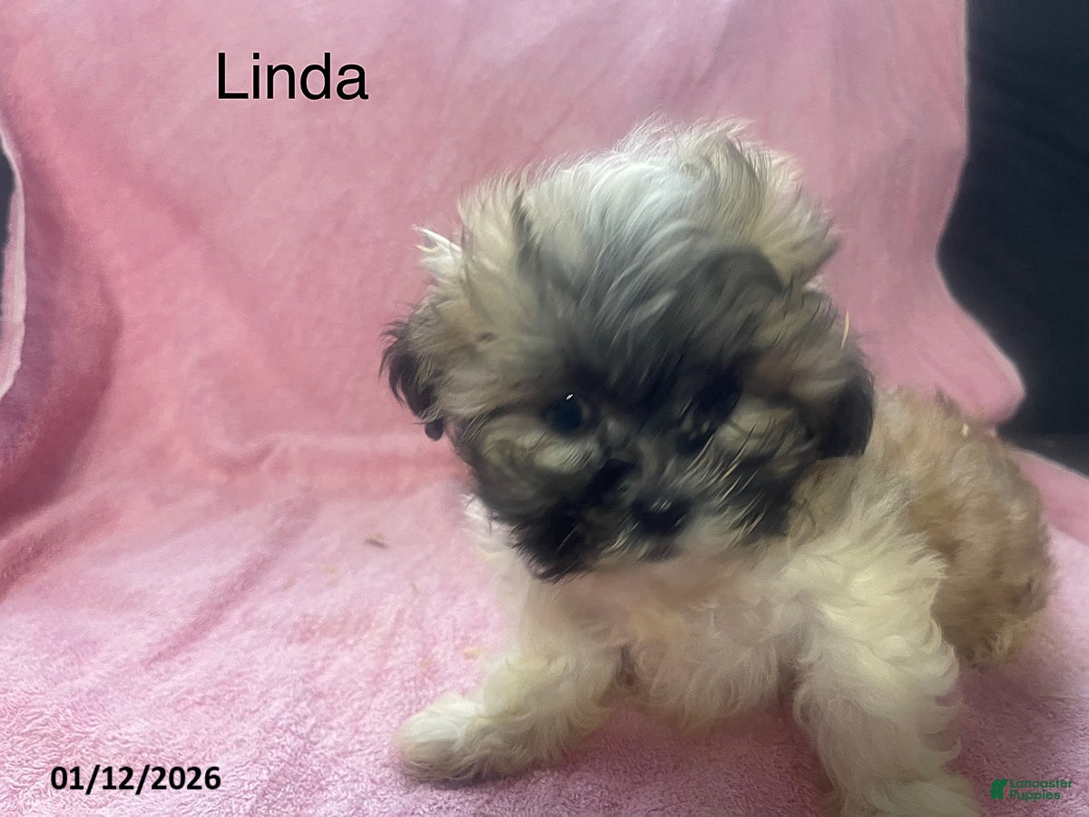 Teddy Bear dogs Linda - Ad 18