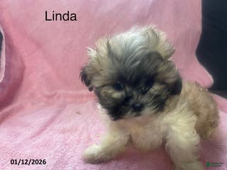 Teddy Bear dogs Linda - Ad 18
