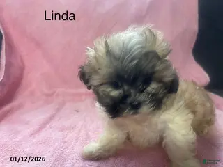 Teddy Bear dogs Linda - Ad 28