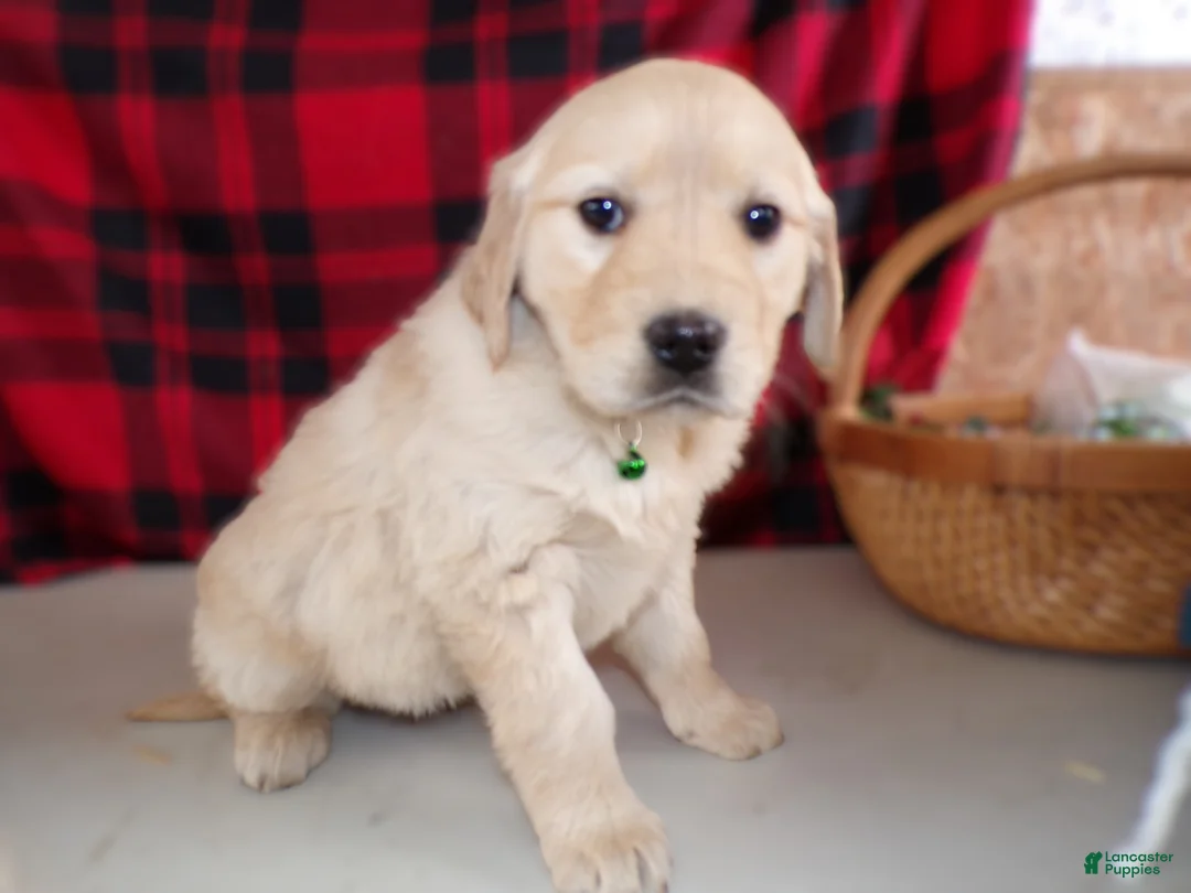 Golden Retriever dogs for sale: Golden Retriever Puppy 9 Rainbow - Ad 3