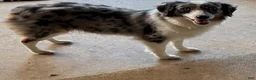 Australian Shepherd dogs for sale: Mini Australian Shepherd 2 - Ad 2