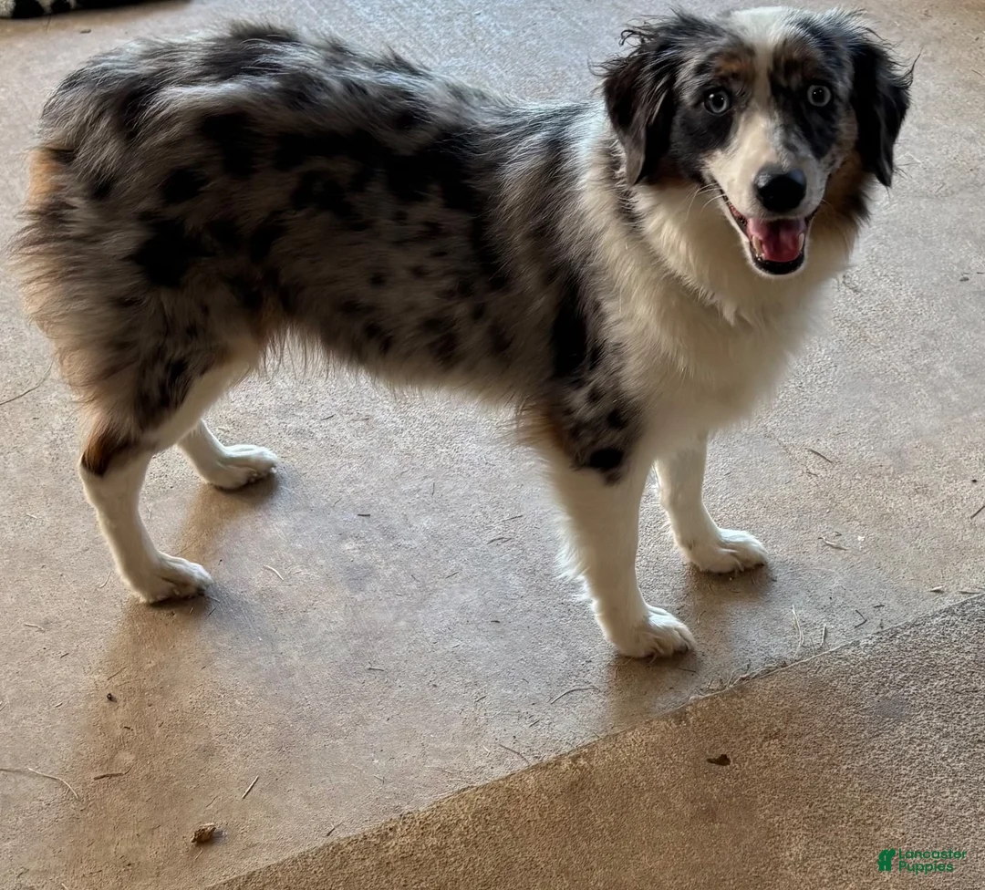 Australian Shepherd dogs for sale: Mini Australian Shepherd 2 - Ad 2