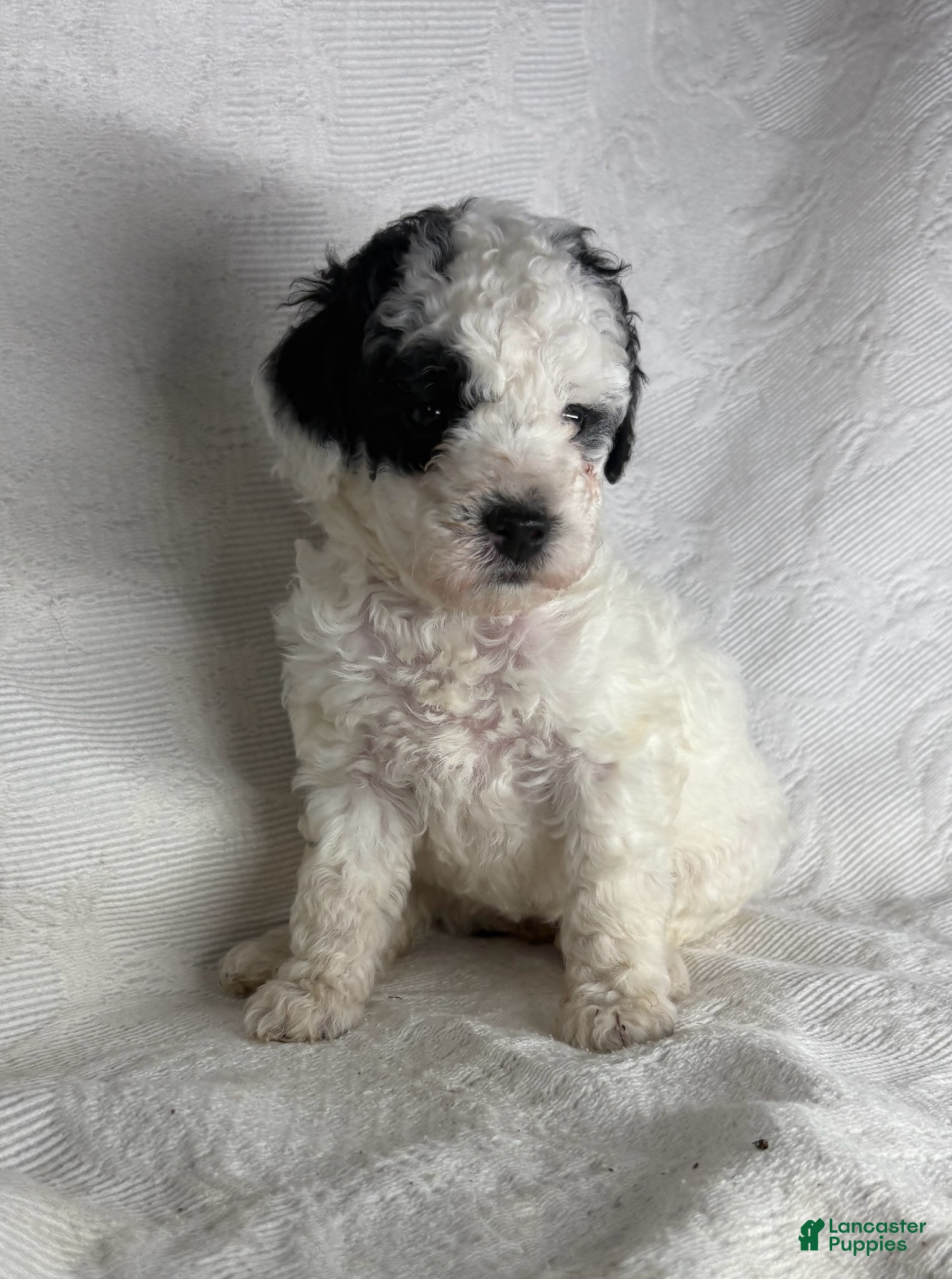 Miniature Poodle dogs Milly  - Ad 1