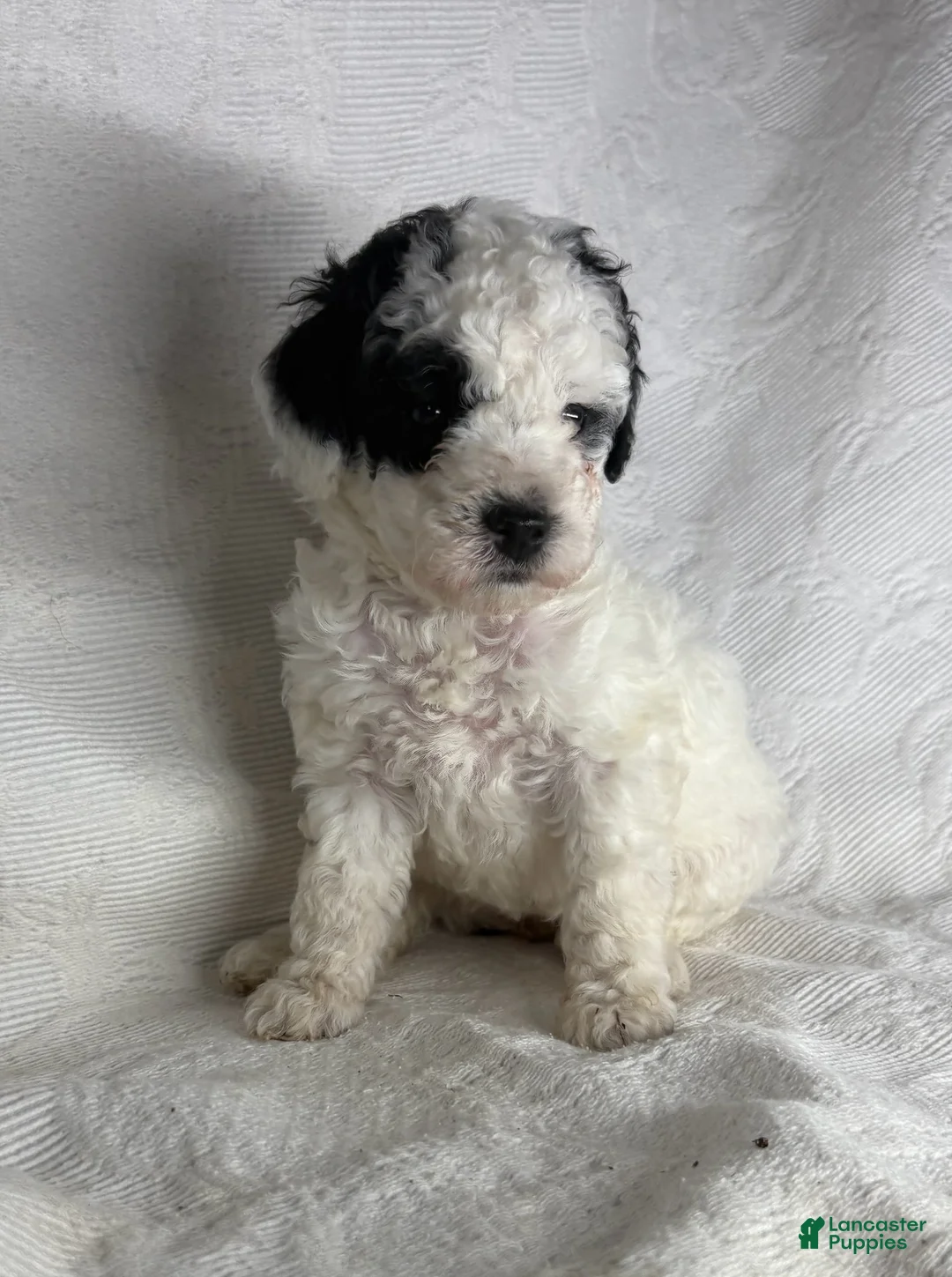 Miniature Poodle dogs for sale: Milly  - Ad 1