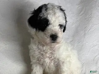 Miniature Poodle dogs for sale: Milly - Ad 2