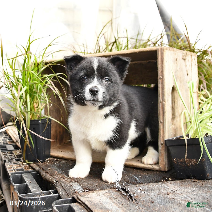 Mixed Breed dogs Oreo - Ad 1